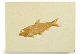 Detailed Fossil Fish (Knightia) - Wyoming #355639-1